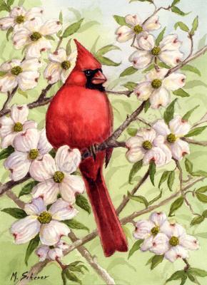 Wildlife - Cardinal In Dogwood - Watercolor