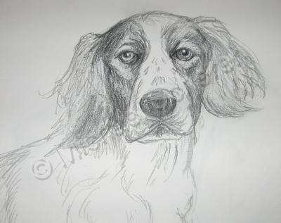 Pet Portrait - Charlie - Pencil