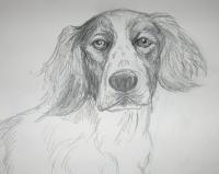 Pet Portrait - Charlie - Pencil