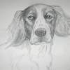 Charlie - Pencil Drawings - By Michael Scherer, Realistic Drawing Artist