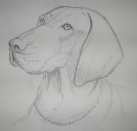 Pet Portrait - Sadie - Pencil