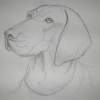 Sadie - Pencil Drawings - By Michael Scherer, Realistic Drawing Artist