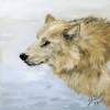 White Wolf In Profile - Oil Paintings - By Sharin Barber, Realism Painting Artist