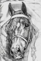 Aristo Esteem - Pencil Drawings - By Debber Fruehling, Mystyle Drawing Artist