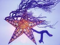 Star And Branch In Purple - Digital Photography - By Stephanie Hensley, Shapes And Nature Photography Artist