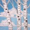 Birch Trees - Oil On Canvas Paintings - By Leslie Dannenberg, Realism Painting Artist
