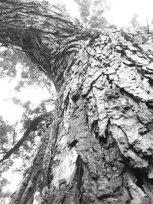 Photography - El Gran Arbol - Digital Camera