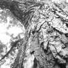 El Gran Arbol - Digital Camera Photography - By Salvador Santibanez Sanchez, Photography Photography Artist
