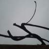 Growing Free - Digital Camera Photography - By Salvador Santibanez Sanchez, Photography Photography Artist