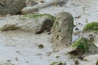 Face In The Mud - Digital On Canvas Photography - By Art Hyperborea, Realism Photography Artist