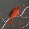Cardinal 1 - Oils Paintings - By Al Johannessen, Realistic Painting Artist