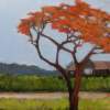 The Flame Tree - Acrylic Paintings - By Juliet Mevi, Realism Painting Artist