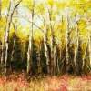 Alaskan Birch - Oil Paintings - By James Corwin, Impressionism Painting Artist