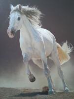 Freedom - Oil On Canvas Paintings - By Manuel Higueras, Hyperrealism Painting Artist