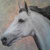 Horse Portrait 1 - Oil On Canvas Paintings - By Manuel Higueras, Hyperrealism Painting Artist