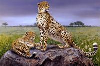 The Spotted Duo - Oil On Canvas Paintings - By Simba   Robert Makoni, Oils Painting Artist