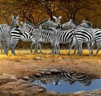 Zebra Family - Oil On Canvas Paintings - By Simba   Robert Makoni, Oils Painting Artist