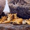 Mom And Cubs - Oil On Canvas Paintings - By Simba   Robert Makoni, Oils Painting Artist