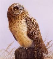 Wildlife And Nature Art - Owl - Acrylics