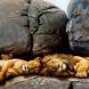 Resting Pride - Oil On Canvas Paintings - By Simba   Robert Makoni, Oils Painting Artist
