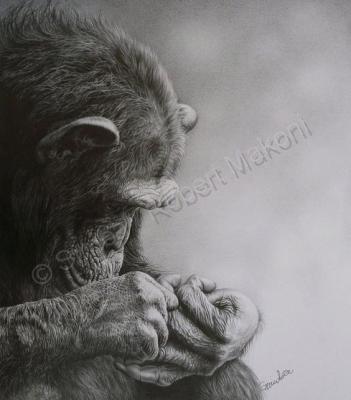 Wildlife And Nature Art - Monkey Business - Pencil Charcoal