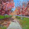 The Way Home - Oil Paintings - By Joan Butler-Gore, Impressionism Painting Artist