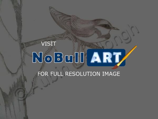 Aubin - Bird Sitting On A Rusty Nail - Pencil On Paper