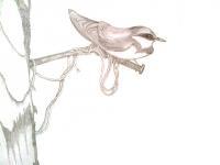 Bird Sitting On A Rusty Nail - Pencil On Paper Drawings - By Aubin De Jongh, Reallism Drawing Artist