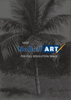 Pencil Drawing - Palm Tree - Grand Cayman - Pencil Drawing