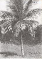 Palm Tree - Grand Cayman - Pencil Drawing Drawings - By Dave Barazsu, Realisic Drawing Artist