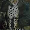 Snow Leopard - Acrylic On Canvas Paintings - By Deborah Boak, Realism Painting Artist
