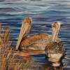 Brown Pelicans - Acrylic On Board Paintings - By Deborah Boak, Realism Painting Artist