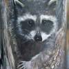 Rocky Raccoon - Acrylic On Steel Wclearcoat Paintings - By Deborah Boak, Realism Painting Artist