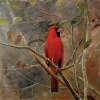 Looking For Love - Acrylic On Board Paintings - By Deborah Boak, Realism Painting Artist