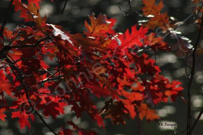 Fall Colors - Fall Reds - Digital