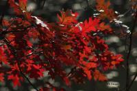 Fall Reds - Digital Photography - By Bonnie Kratzer, Nature Photography Artist