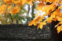 Fall By The Bridge - Digital Photography - By Bonnie Kratzer, Nature Photography Artist