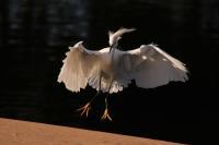 Wild Landing - Digital Photography - By Bonnie Kratzer, Nature Photography Artist