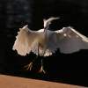 Wild Landing - Digital Photography - By Bonnie Kratzer, Nature Photography Artist