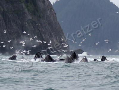 Whales - Community Dinner - Digital