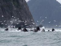 Community Dinner - Digital Photography - By Bonnie Kratzer, Nature Photography Artist