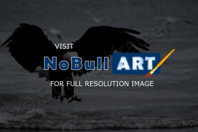 Birds - Eagle By The Sea - Digital