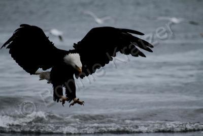 Birds - Eagle By The Sea - Digital