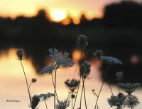 Sunsets - Queen Annes Lace - Digital