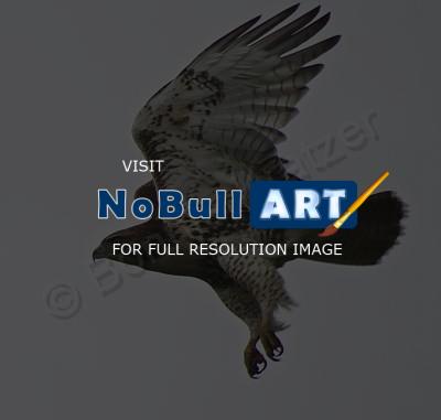 Birds - Hawk In Flight - Digital
