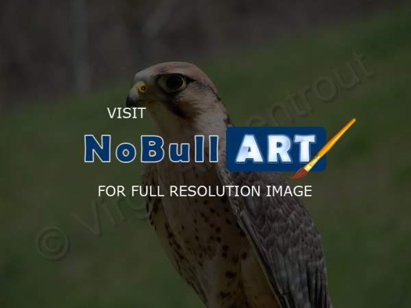 Nature - Bird Of Prey - Digital