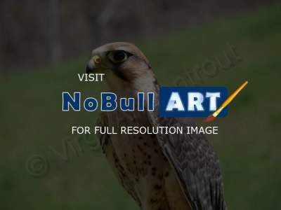 Nature - Bird Of Prey - Digital