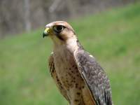 Bird Of Prey - Digital Photography - By Virgil Armentrout, Nature Photography Artist