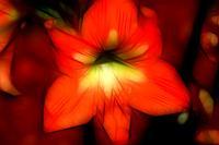 Abstract Amaryllis Fractile - Digital Photography - By Ronald Williams, Digitally Enhanced Photography Artist