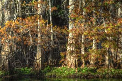 Nature - Forest Through The Trees - Digital